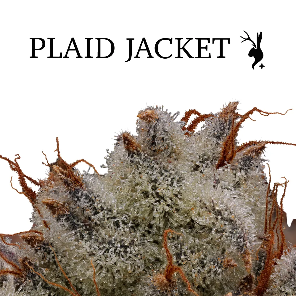 40% Off Plaid Jacket Flower!