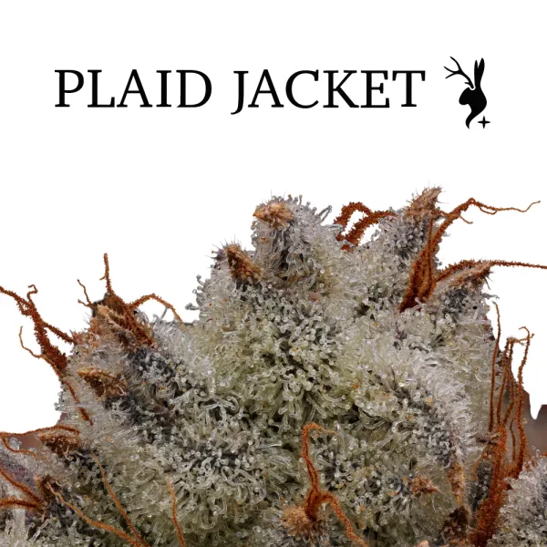 40% Off Plaid Jacket Flower!