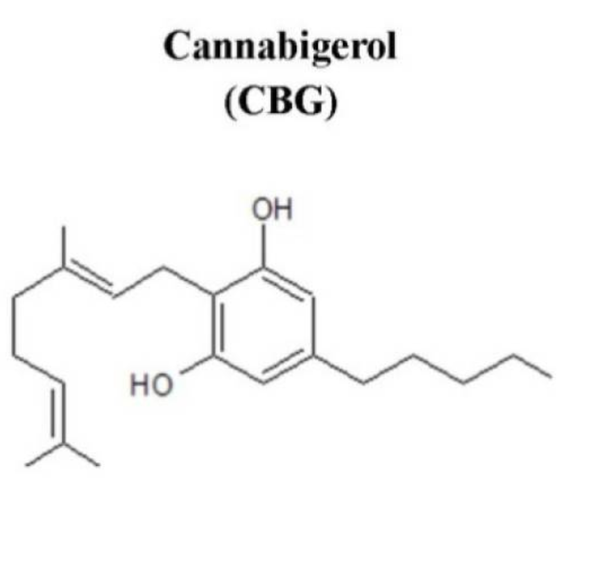 CBG: The “Mother of All Cannabinoids”